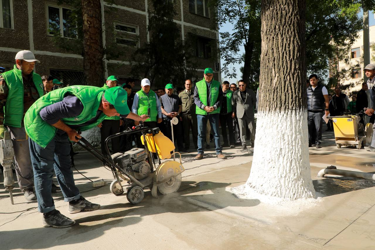 Toshkentda beton qoplama bilan o‘ralgan daraxtlarni betondan tozalash bo‘yicha ekoaksiya boshlandi