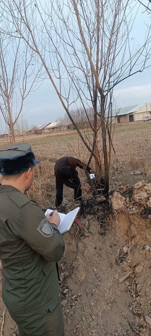 Shovot tumanida daraxtlar ayovsiz yoqib yuborilgan